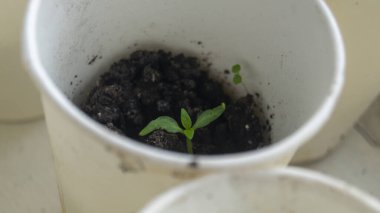 Küçük bir bitki. Çevre dostu kağıt bardaktaki tohumlar. Bitkilerin ekilmeden önce hazırlanması