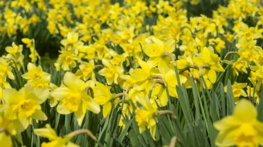 Güneş ışığında sarı çiçekler. Sarı nergislere yakın. Güneş ışığındaki nergisler. Arı ve sarı nergis
