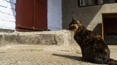 Evin eşiğinin yanında sarı-siyah bir kedi oturuyor. Kitty evin girişinde oturuyordu. Köydeki bir kedinin hayatı. Köy kedisi