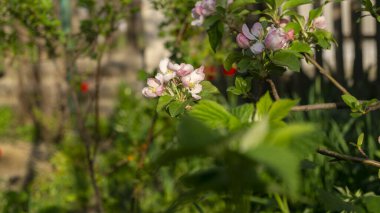 Baharda beyaz ağaç çiçek açar. Kiraz çiçeği. Güneş ışığında beyaz kiraz çiçeği. Baharda ağaçlar. Elma ağacının pembe çiçeği.