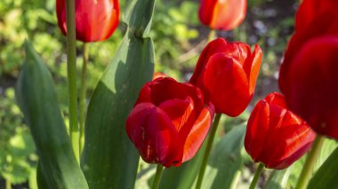 Gün ışığında çiçek açan gelincikler. Bahar gelincikleri. Baharda kırmızı çiçekler