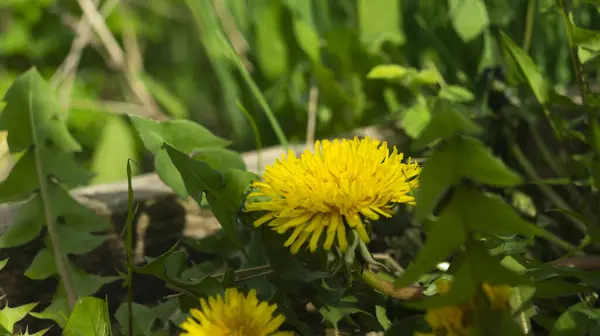 Yellow Dandelion Grass Yellow Dandelion Sunlight Grass — Stock Photo, Image