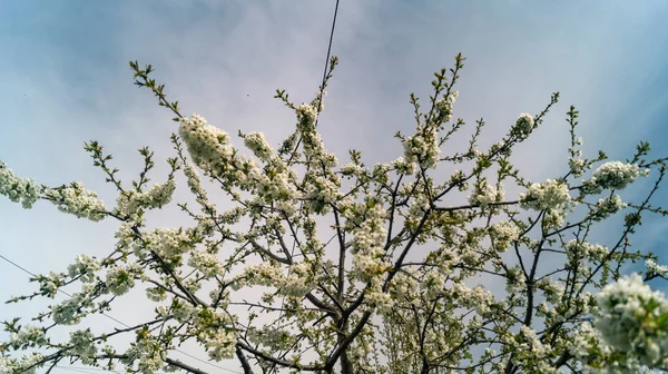 Witte Bloesem Van Een Kersenboom Achtergrond Van Witte Wolken Voorjaarsbloeiende — Stockfoto