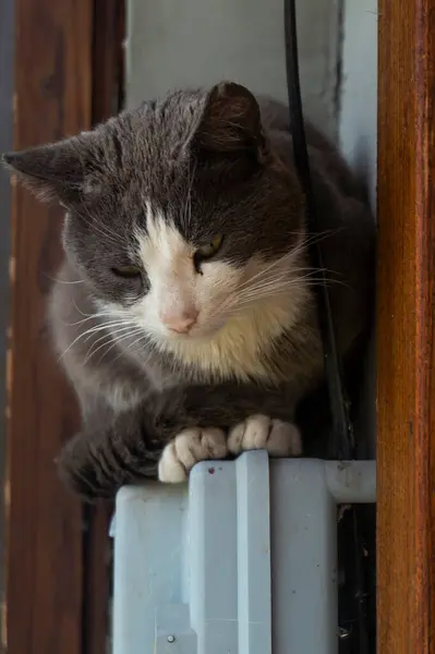 Kočka Sedí Sevřenými Tlapami Ocasem Sedí Šedobílá Kočka Zkříženýma Tlapama — Stock fotografie