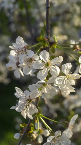 White cherry blossom. The flower of a tree in the rays of the sun. Spring blossom trees. Flowers in spring