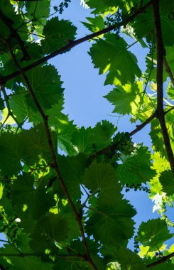 Gölgede yeşil üzüm yaprakları ve mavi gökyüzü