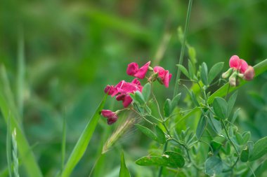 Pembe bezelye çiçeği. Küçük pembe bir çiçek