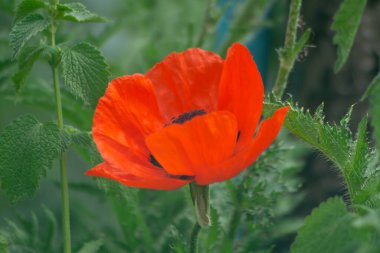 Büyük bir gelincik çiçeği. Büyük kırmızı yapraklı haşhaş.