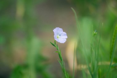 Linum usitatissimum flax. Geniş yapraklı küçük mavi bir çiçek.
