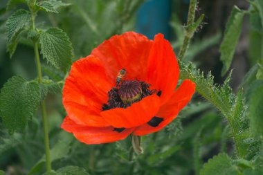 Büyük bir gelincik çiçeği. Büyük kırmızı yapraklı haşhaş.