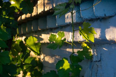 Gün batımında bir evin tuğla duvarının yanında, gün ışığında üzüm asması.