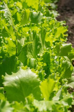 Bahçede marul yaprakları. Bahçede marul yetişiyor. Bahçede bir marul yatağı, üst manzara.