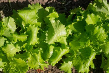 Bahçede marul yaprakları. Bahçede marul yetişiyor. Bahçede bir marul yatağı, üst manzara.