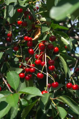 Ağaçta büyük bir demet kiraz. Kırmızı kirazlar yeşil yapraklardan oluşan bir arka planda gün ışığında ağaçta.