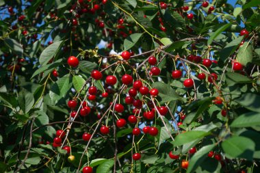 Ağaçta büyük bir demet kiraz. Kırmızı kirazlar yeşil yapraklardan oluşan bir arka planda gün ışığında ağaçta.