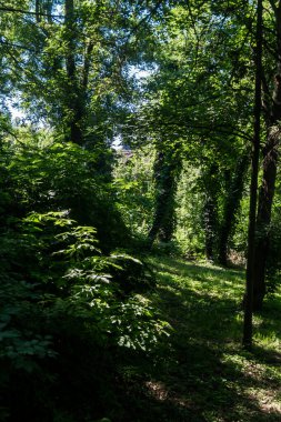 Ormanda güneşli bir gün. Güneş ışığı ağaçların arasından geçer ve çalıların üzerine düşer. Ağaçların arasında, ormanda bir yaz günü