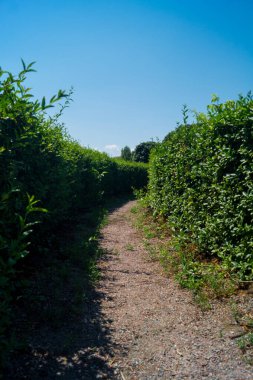Kare şeklindeki çalıların arasında bir patika. Çalılardan oluşan bir labirentte yol