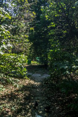 Parktaki ağaçların arasında gölgeler