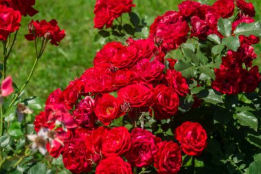 Bahçede yakın plan kırmızı güller. Çalı gülleri yakın plan