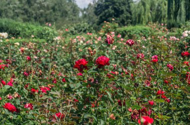 Çalı kırmızı güller. Parkta kırmızı güller