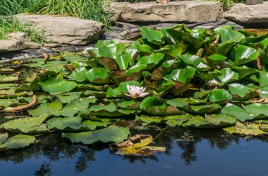 Suda bir sürü yeşil su zambağı. Suda beyaz su zambağı çiçeği