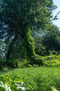 Ağaç yapraklarla kaplanmış. Sarmaşık ağacı tamamen yapraklarla kapladı.