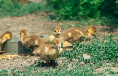 Yem oluğunun yanındaki küçük ördek yavruları. Küçük ördek yavruları.