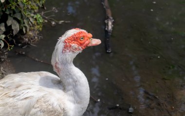 Gözü kırmızı beyaz ördek kafası. Beyaz bir ördek suyun yanında duruyor.