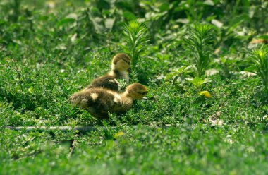 İki ördek yavrusu çimlerin ortasında duruyor. Ördek yavruları ot yer.