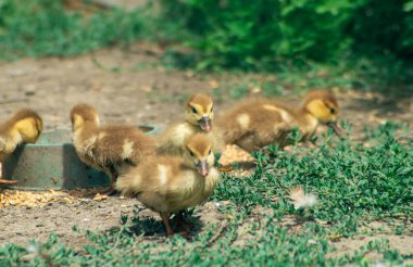 Yem oluğunun yanındaki küçük ördek yavruları. Küçük ördek yavruları.