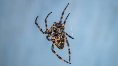 Büyük kıllı bir örümcek bir ağa asılır. Örümceğin alt kısmının Macro 'su