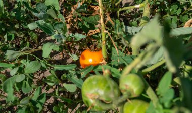 Bir dalda portakallı domates. Bahçede güneş ışığında domatesler