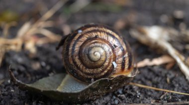Çizgili kabuklu bir salyangoz. Islak zeminde sürünen bir salyangozun yakın çekimi