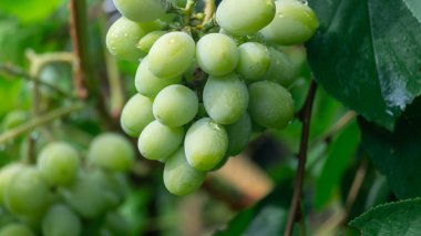 Yağmurdan sonra bir demet büyük yeşil üzüm. Büyük yeşil üzümler