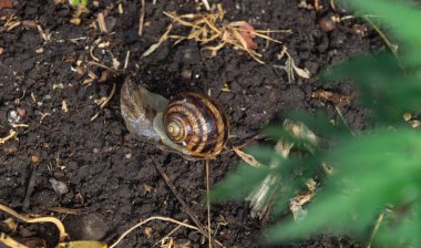 Çizgili kabuk manzaralı bir salyangoz. Islak zeminde sürünen bir salyangozun yakın çekimi