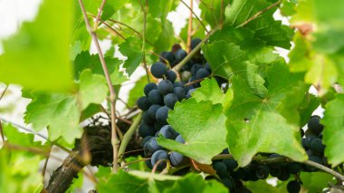 Yaprakların arasındaki sarmaşıkta bir demet kör siyah üzüm. Büyük siyah üzümlere yakın çekim