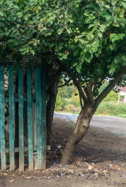 Eski yeşil ahşap çit ve yol kenarında yaprakları kalın bir ağaç.