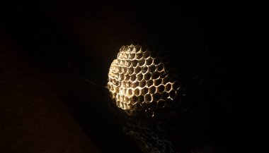 Karanlıkta bir eşek arısı yuvası. Güneş ışığı bal peteklerine düşer. Bal peteği yakın plan