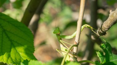 Küçük bir dala asılı bir peygamber devesi. Mantid bir dala takıldı.