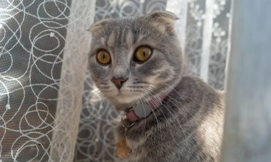 Beyaz perdelerin arkasında pembe yakalı, turuncu gözlü gri bir tekir kedinin portresi.