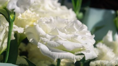 White eustoma close-up. A large white flower in sunlight with many petals close-up clipart