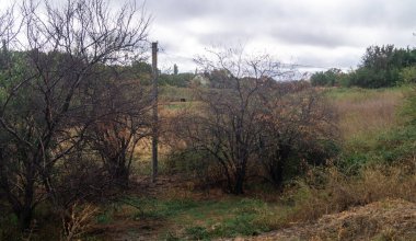 Sarı-yeşil çimlerin üzerinde yapraksız ağaçlar. Vadideki yapraksız ağaçlar Sarı-yeşil otların arasında