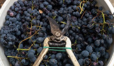 Yaşlı bir mezhep üyesi büyük siyah bir üzümün üzerinde yatıyor. Büyük siyah üzümler hasat ediliyor.