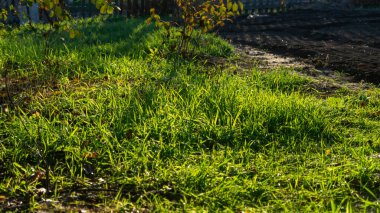 Güneşin altında yeşil çimenler, tarlaların yanında.