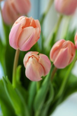        İnanılmaz renkli lalelerden oluşan muhteşem bir buket 