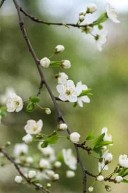        Kiraz çiçekleri İlkbaharda Kiev 'de 