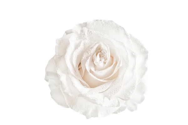 Λευκό Τριαντάφυλλο Απομονωμένο Λευκό Φόντο Εικόνα Αρχείου