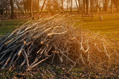 Bahar sezonu. Parktaki budanmış ağaç dalları. Parkı turizm sezonuna hazırlıyorum..
