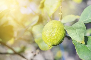 Taze yeşil, açık arkaplanda olgun bir limon değil..