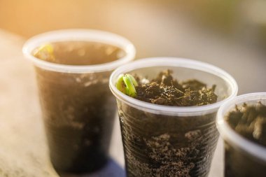 Baharda terasta tohumlar. Fasulye tohumu.